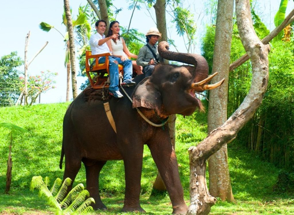 Elephant Ride 2